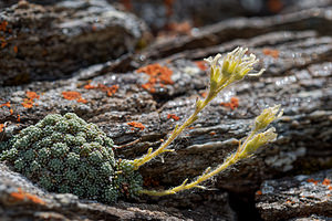 Saxifraga diapensioides Saxifrage fausse diapensie