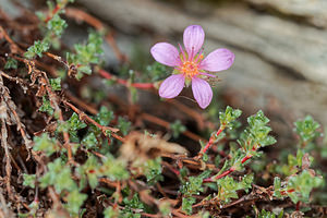 Saxifraga oppositifolia (Saxifragaceae)  - Saxifrage à feuilles opposées, Saxifrage glanduleuse - Purple Saxifrage Savoie [France] 02/07/2018 - 2660m