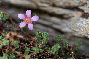 Saxifraga oppositifolia (Saxifragaceae)  - Saxifrage à feuilles opposées, Saxifrage glanduleuse - Purple Saxifrage Savoie [France] 02/07/2018 - 2660m