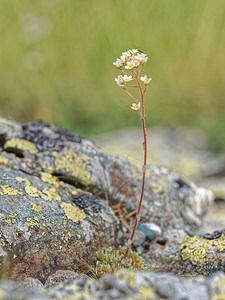 Saxifraga paniculata Saxifrage paniculée, Saxifrage aizoon Livelong Saxifrage
