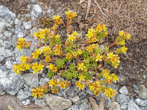 Sedum alpestre (Crassulaceae)  - Orpin alpestre, Orpin des Alpes Entremont [Suisse] 03/07/2018 - 2280m