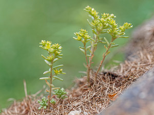 Sedum sexangulare (Crassulaceae)  - Orpin à six angles, Orpin de Bologne, Orpin doux - Tasteless Stonecrop  [Italie] 03/07/2018 - 1630m