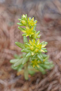 Sedum sexangulare (Crassulaceae)  - Orpin à six angles, Orpin de Bologne, Orpin doux - Tasteless Stonecrop  [Italie] 03/07/2018 - 1620m