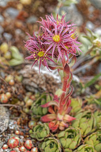 Sempervivum montanum Joubarbe des montagnes Mountain House-leek