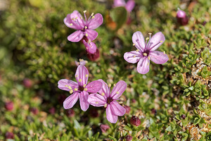 Silene acaulis subsp. bryoides (Caryophyllaceae)  - Silène fausse mousse Savoie [France] 02/07/2018 - 2660m