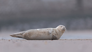 Phoca vitulina Phoque veau-marin, Phoque commun Common Seal