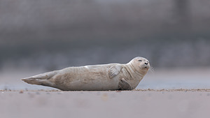 Phoca vitulina (Phocidae)  - Phoque veau-marin, Phoque commun - Common Seal Nord [France] 31/12/2018