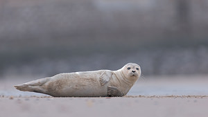 Phoca vitulina (Phocidae)  - Phoque veau-marin, Phoque commun - Common Seal Nord [France] 31/12/2018