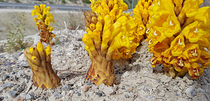 Cistanche phelypaea (Orobanchaceae)  - Cistanche phélypée, Orobanche des teinturiers, Phélypée du Portugal el Baix Segura / La Vega Baja del Segura [Espagne] 11/03/2019 - 120m