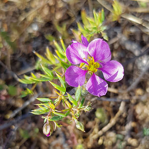 Fagonia cretica (Zygophyllaceae)  - Fagonie de Crête el Baix Segura / La Vega Baja del Segura [Espagne] 11/03/2019 - 50m