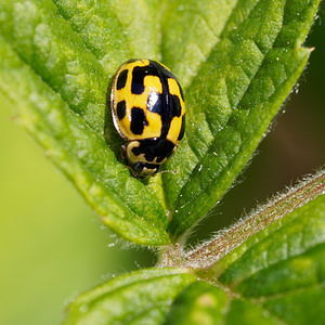 Propylea quatuordecimpunctata (Coccinellidae)  - Coccinelle à damier, Coccinelle à 14 points, Coccinelle à sourire Nord [France] 18/04/2019 - 40m