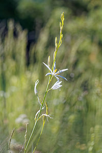 Anthericum liliago (Asparagaceae)  - Phalangère à fleurs de lis, Phalangère petit-lis, Bâton de Saint Joseph, Anthéricum à fleurs de Lis Hautes-Alpes [France] 24/06/2019 - 1740m