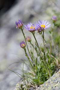 Aster alpinus (Asteraceae)  - Aster des Alpes Hautes-Alpes [France] 24/06/2019 - 2120m