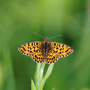 Boloria dia (Nymphalidae)  - Petite Violette, Nacré violet - Weaver's Fritillary Ain [France] 22/06/2019 - 850m