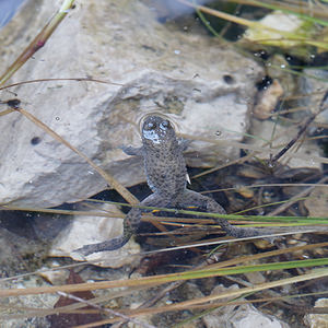 Bombina variegata (Bombinatoridae)  - Sonneur à ventre jaune - Yellow-bellied Toad Haut-Adige [Italie] 28/06/2019 - 290m