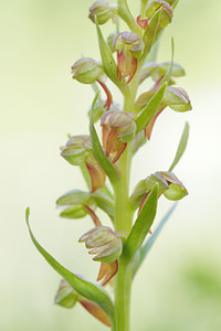 Coeloglossum viride (Orchidaceae)  - Coeloglosse vert, Orchis grenouille, Dactylorhize vert, Orchis vert - Frog Orchid Hautes-Alpes [France] 25/06/2019 - 2000m