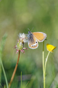 Coenonympha gardetta (Nymphalidae)  - Satyrion, Philéa Hautes-Alpes [France] 26/06/2019 - 2020m