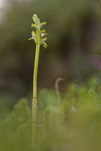 Corallorhiza trifida (Orchidaceae)  - Racine-de-corail, Corallorhize trifide, Coralline Provincia di Trento [Italie] 29/06/2019 - 1640m