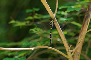 Cordulegaster bidentata (Cordulegastridae)  - Cordulégastre bidenté Brescia [Italie] 27/06/2019 - 950m