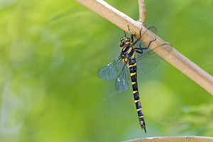 Cordulegaster bidentata (Cordulegastridae)  - Cordulégastre bidenté Brescia [Italie] 27/06/2019 - 950m