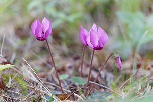 Cyclamen purpurascens (Primulaceae)  - Cyclamen pourpré, Cyclamen rouge pourpre, Cyclamen d'Europe, Marron de cochon Brescia [Italie] 27/06/2019 - 590m