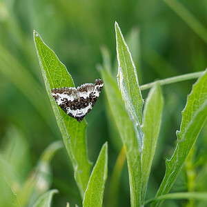 Deltote deceptoria (Noctuidae)  - Erastrie noirâtre - Pretty Marbled Ain [France] 22/06/2019 - 850m