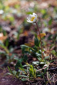 Dryas octopetala (Rosaceae)  - Dryade à huit pétales, Thé des alpes - Mountain Avens Hautes-Alpes [France] 25/06/2019 - 1830m