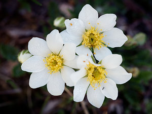 Dryas octopetala (Rosaceae)  - Dryade à huit pétales, Thé des alpes - Mountain Avens Haut-Adige [Italie] 30/06/2019 - 2170m