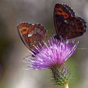 Erebia ligea (Nymphalidae)  - Moiré blanc-fascié, Grand nègre hongrois, Nègre, Nègre hongrois - Arran Brown Provincia di Trento [Italie] 27/06/2019 - 780m