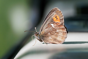 Erebia ligea (Nymphalidae)  - Moiré blanc-fascié, Grand nègre hongrois, Nègre, Nègre hongrois - Arran Brown Provincia di Trento [Italie] 28/06/2019 - 650m