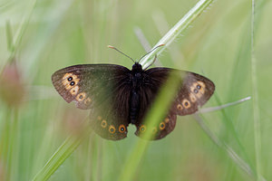 Erebia medusa (Nymphalidae)  - Moiré franconien Ain [France] 22/06/2019 - 850m