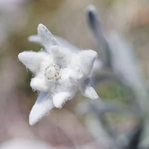 Leontopodium nivale (Asteraceae)  - Édelweiss des neiges - Edelweiss Haut-Adige [Italie] 30/06/2019 - 2230m