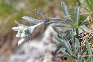Leontopodium nivale (Asteraceae)  - Édelweiss des neiges - Edelweiss Haut-Adige [Italie] 30/06/2019 - 2220m