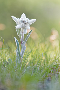 Leontopodium nivale (Asteraceae)  - Édelweiss des neiges - Edelweiss Haut-Adige [Italie] 30/06/2019 - 2220m