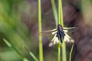 Libelloides coccajus (Ascalaphidae)  - Ascalaphe soufré Hautes-Alpes [France] 24/06/2019 - 1720m