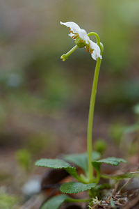 Moneses uniflora (Ericaceae)  - Monésès à une fleur, Pyrole uniflore, Pyrole à une fleur - One-flowered Wintergreen Provincia di Trento [Italie] 29/06/2019 - 1640m