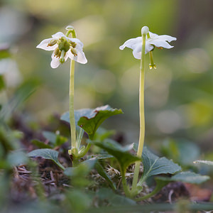 Moneses uniflora (Ericaceae)  - Monésès à une fleur, Pyrole uniflore, Pyrole à une fleur - One-flowered Wintergreen Provincia di Trento [Italie] 29/06/2019 - 1640m