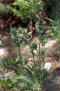 Pedicularis gyroflexa (Orobanchaceae)  - Pédiculaire arquée, Pédiculaire fasciculée Hautes-Alpes [France] 25/06/2019 - 2130m