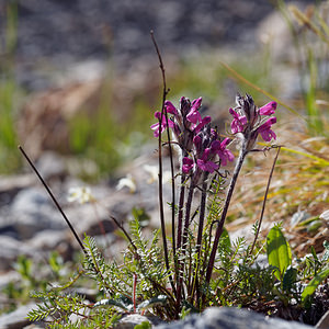 Pedicularis rosea (Orobanchaceae)  - Pédiculaire rose Hautes-Alpes [France] 25/06/2019 - 2200m