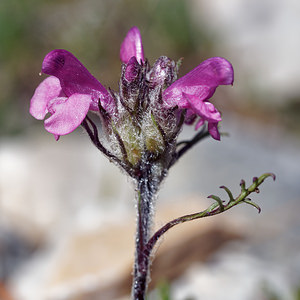Pedicularis rosea (Orobanchaceae)  - Pédiculaire rose Hautes-Alpes [France] 25/06/2019 - 2200m