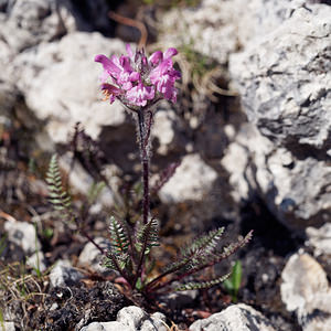 Pedicularis rosea (Orobanchaceae)  - Pédiculaire rose Haut-Adige [Italie] 30/06/2019 - 2170m