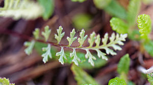 Pedicularis rosea (Orobanchaceae)  - Pédiculaire rose Haut-Adige [Italie] 30/06/2019 - 2210m