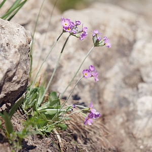 Primula farinosa (Primulaceae)  - Primevère farineuse - Bird's-eye Primrose Haut-Adige [Italie] 30/06/2019 - 2160m