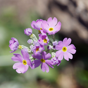 Primula farinosa (Primulaceae)  - Primevère farineuse - Bird's-eye Primrose Haut-Adige [Italie] 30/06/2019 - 2160m