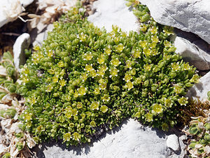 Saxifraga facchinii (Saxifragaceae)  - Saxifrage de Facchini Provincia di Trento [Italie] 29/06/2019 - 2920m