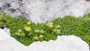 Saxifraga facchinii (Saxifragaceae)  - Saxifrage de Facchini Provincia di Trento [Italie] 29/06/2019 - 2900m