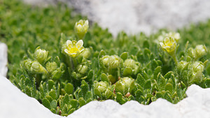 Saxifraga facchinii (Saxifragaceae)  - Saxifrage de Facchini Provincia di Trento [Italie] 29/06/2019 - 2900m