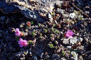 Saxifraga oppositifolia (Saxifragaceae)  - Saxifrage à feuilles opposées, Saxifrage glanduleuse - Purple Saxifrage Hautes-Alpes [France] 26/06/2019 - 2730m
