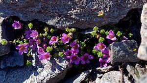 Saxifraga oppositifolia (Saxifragaceae)  - Saxifrage à feuilles opposées, Saxifrage glanduleuse - Purple Saxifrage Hautes-Alpes [France] 26/06/2019 - 2700m
