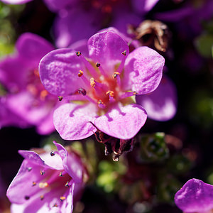 Saxifraga oppositifolia (Saxifragaceae)  - Saxifrage à feuilles opposées, Saxifrage glanduleuse - Purple Saxifrage Hautes-Alpes [France] 26/06/2019 - 2710m